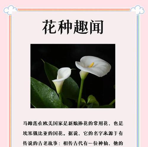 俄罗斯有哪些常见的花语？