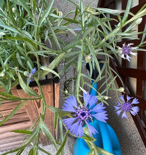 矢车菊的花语寓意是什么？