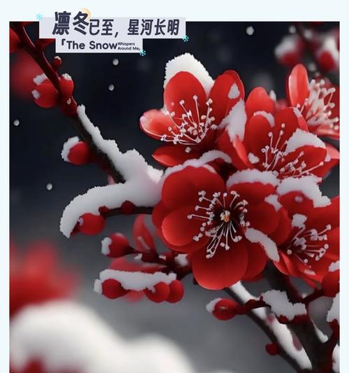 各色梅花的花语分别是什么？