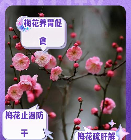 各色梅花的花语分别是什么？