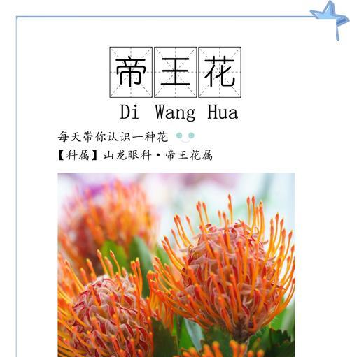 公主帝王花的花语代表什么？