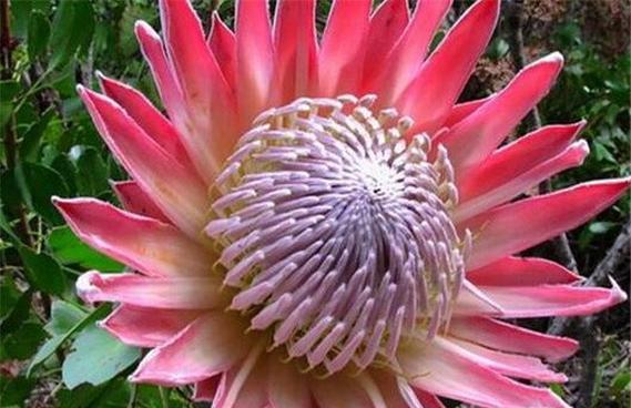 公主帝王花的花语代表什么？