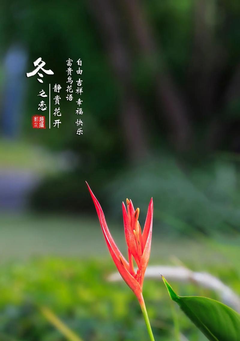 哪种花语被认为最吉祥？