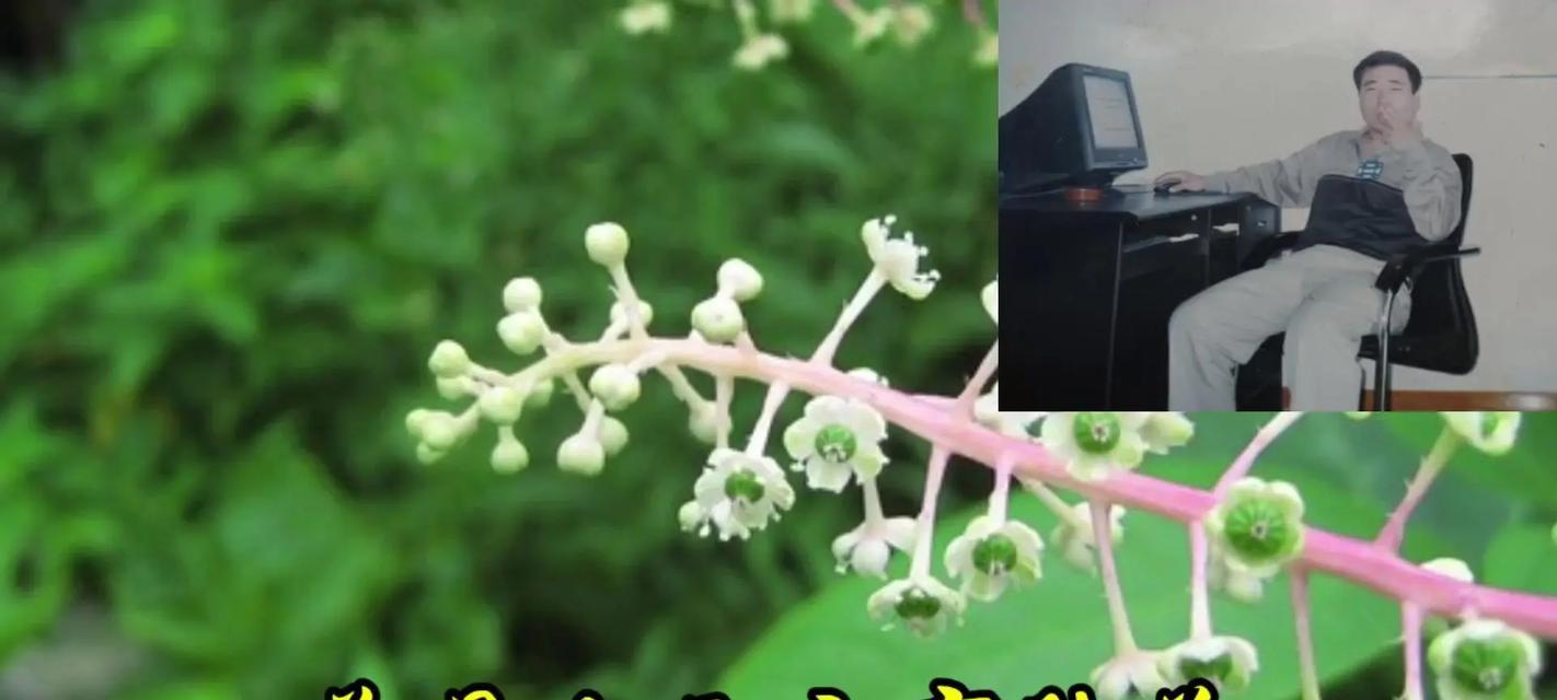 美洲商陆的花语有哪些含义？