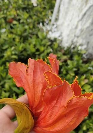 火焰花朵象征着什么？它的花语有何特殊含义？