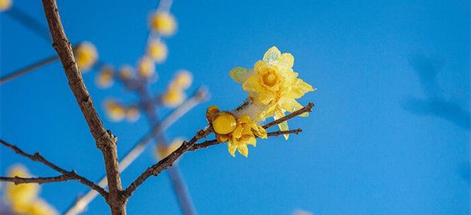 蓝色腊梅代表了什么？它的花语有哪些寓意？