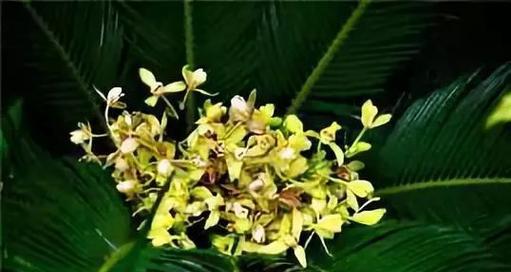 旋转铁树的花语是什么？它在植物界有何特殊意义？