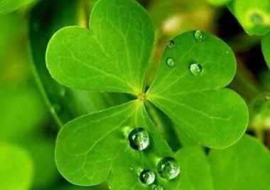 绿色松虫草的花语是什么？它传递了怎样的信息？