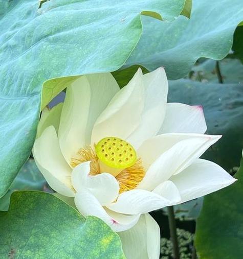 莲花的花语有哪些？它在文化中象征着什么？