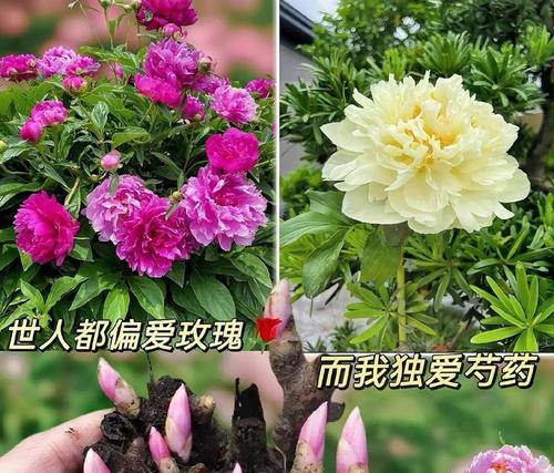 花语的由来是什么？它在植物文化中扮演什么角色？