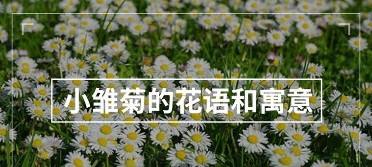 雏菊报重阳的花语是什么？它如何表达节日情感？