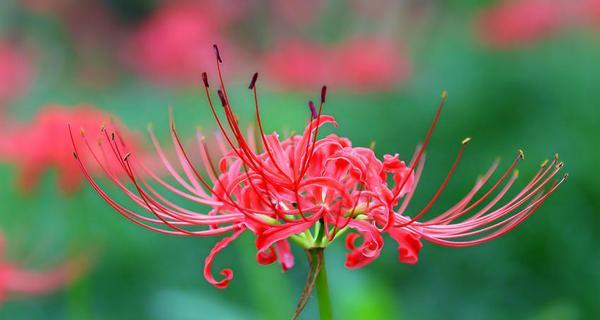 龟背植物的寓意和花语是什么？它象征着什么？