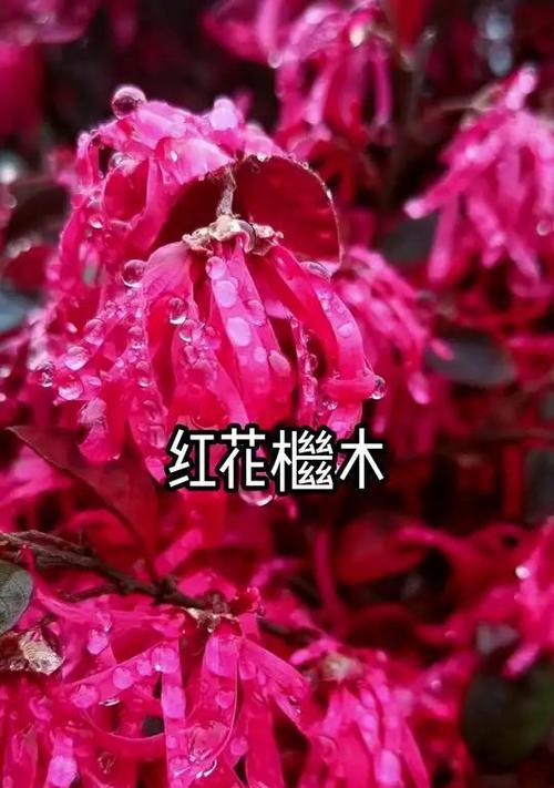 红花檵木的花语是什么？它传递了怎样的信息？