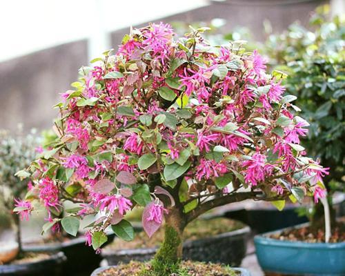 红花檵木的花语是什么？它传递了怎样的信息？