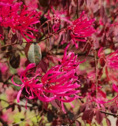红花檵木的花语是什么？它传递了怎样的信息？