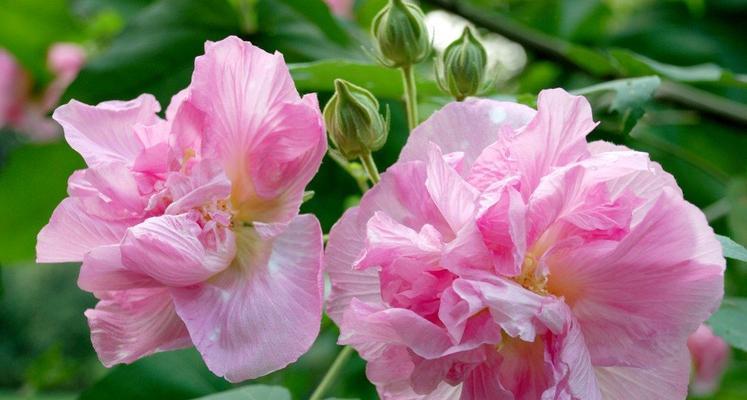 木芙蓉在日本的花语是什么？它有何特殊含义？