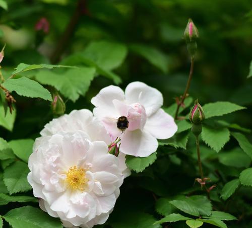 木芙蓉在日本的花语是什么？它有何特殊含义？
