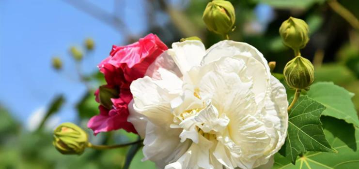 木芙蓉在日本的花语是什么？它有何特殊含义？