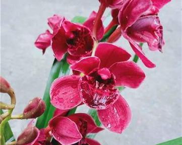 虎头兰花的花语有哪些含义？适合哪种场合赠送？