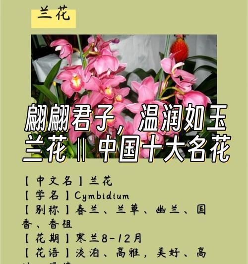 虎头兰花的花语有哪些含义？适合哪种场合赠送？