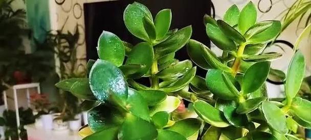 碧玉盆栽的花语有哪些？如何挑选寓意好的碧玉盆栽？
