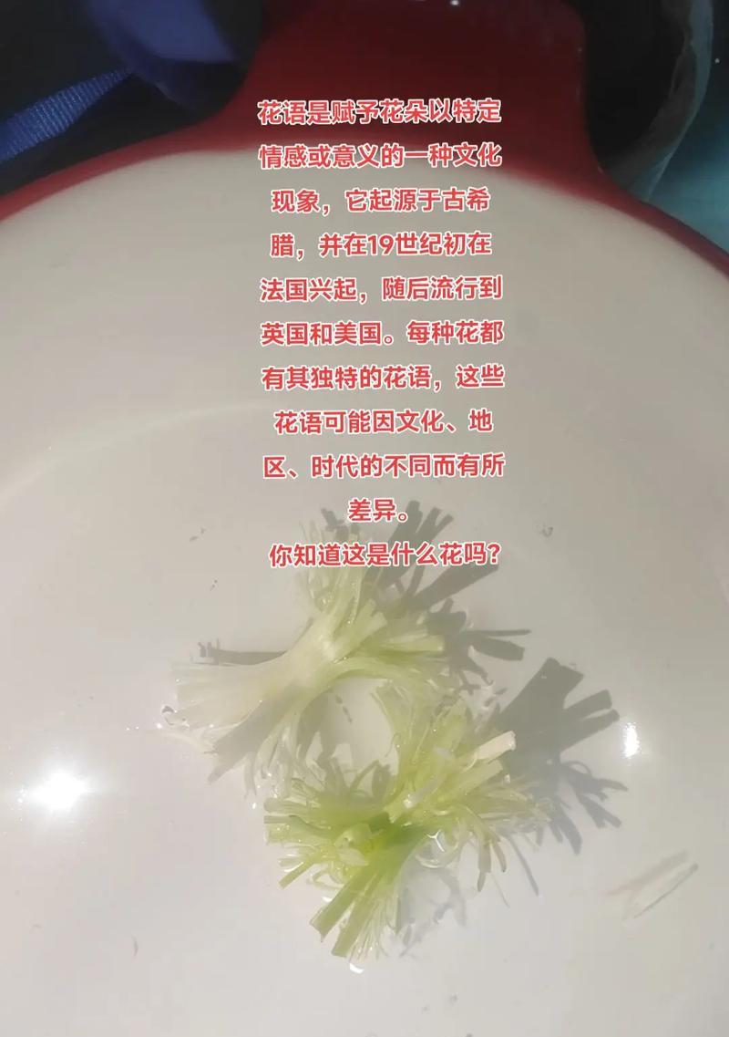 特别的意思花语是什么？如何通过花语传达特殊情感？