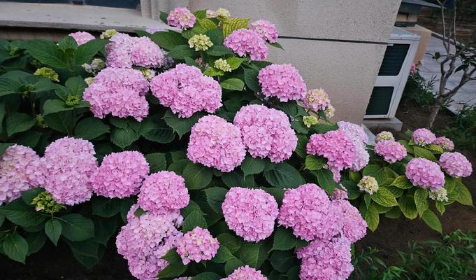 十八学士花的花语是什么？它在花语文化中代表什么？