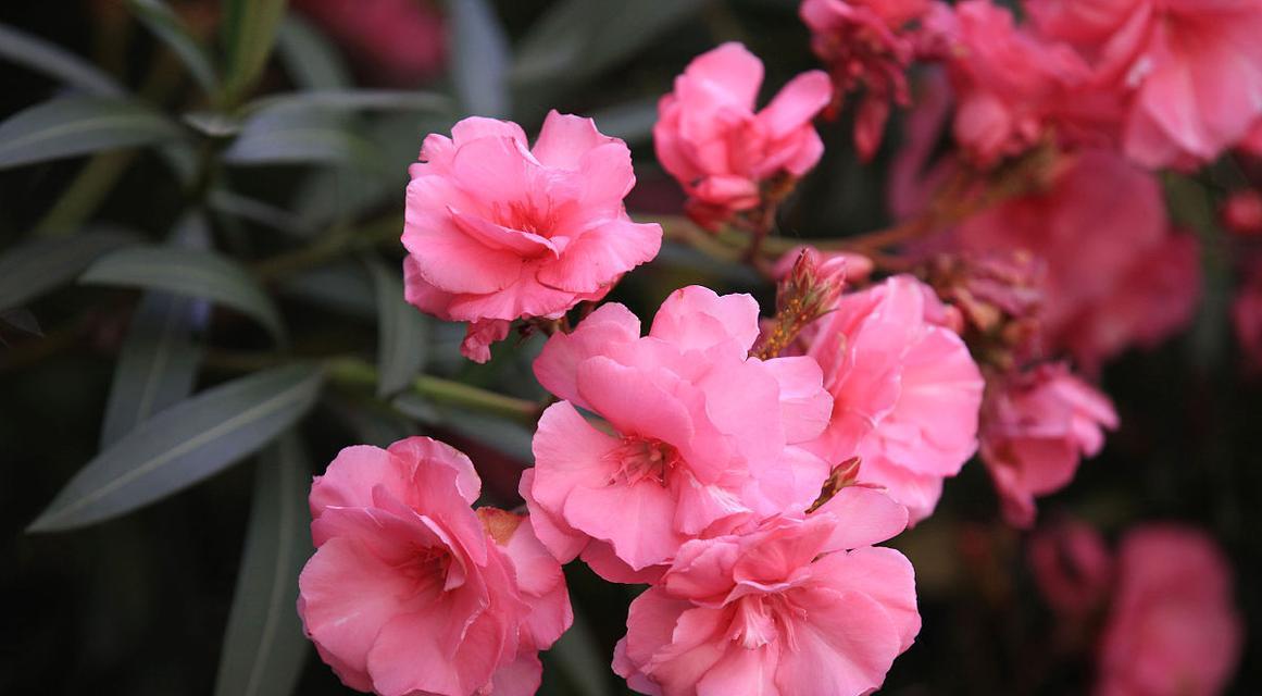 十八学士花的花语是什么？它在花语文化中代表什么？
