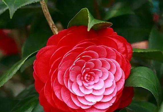 十八学士花的花语是什么？它在花语文化中代表什么？