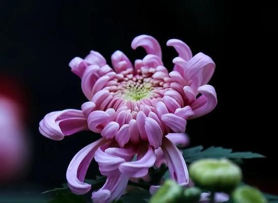 紫色孤挺花的花语是什么？它有什么特别的寓意吗？