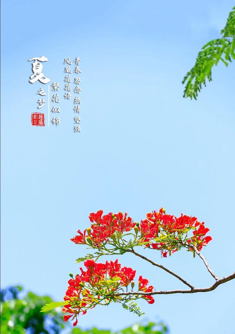表达牵挂的花语有哪些？如何用花语表达对某人的思念？