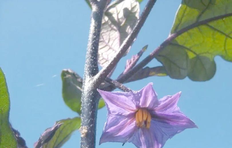 各类蔬菜的花语有哪些？蔬菜在花语中代表什么？