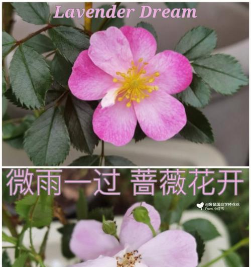 柜子花开的花语是什么？它有什么特别的寓意？