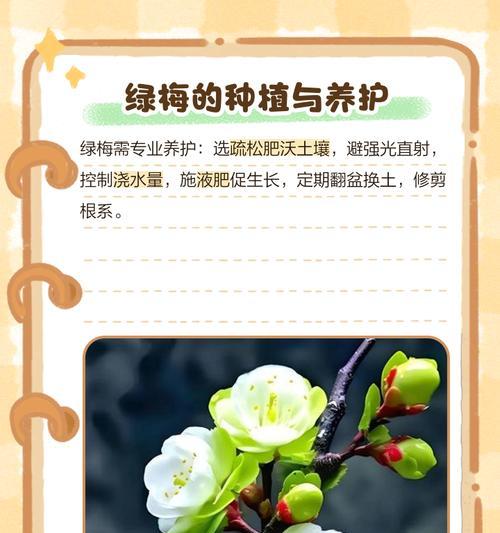 梅花梅花的花语是什么？梅花在文化中象征着什么？