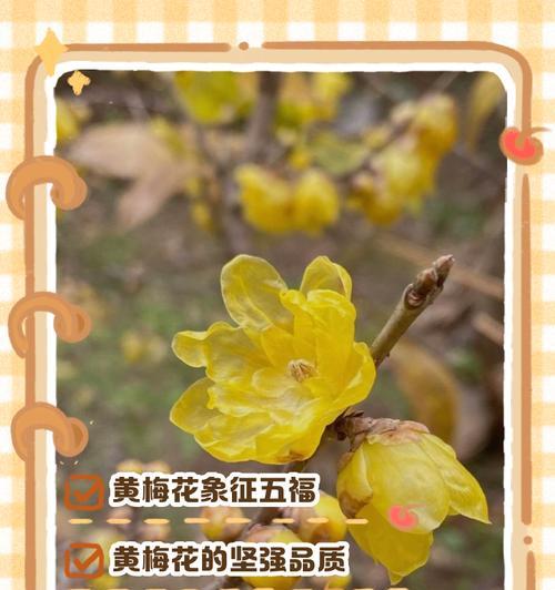 梅花梅花的花语是什么？梅花在文化中象征着什么？
