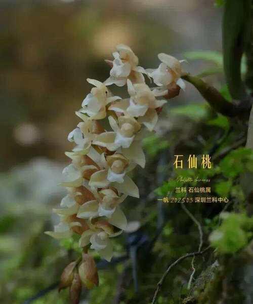 流苏贝母兰花语是什么？有哪些特别的含义？
