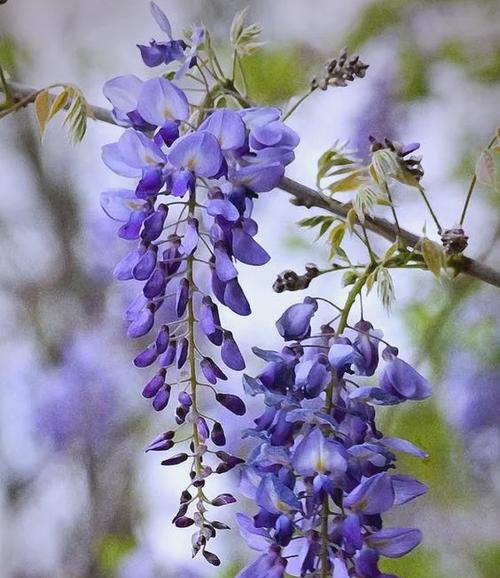蓝色紫藤的花语有哪些？它代表了什么？