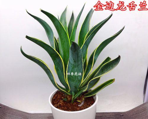 龙舌兰的花语是什么？它象征着什么？