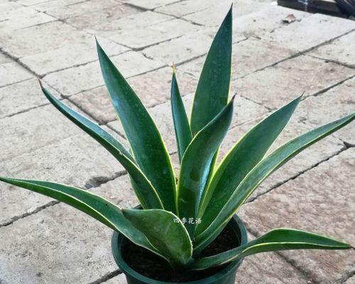 龙舌兰的花语是什么？它象征着什么？