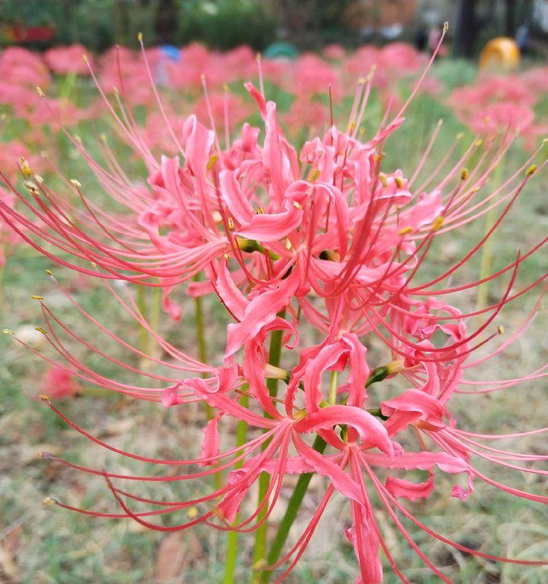 寓意离别的花语有哪些？它们各自代表什么？