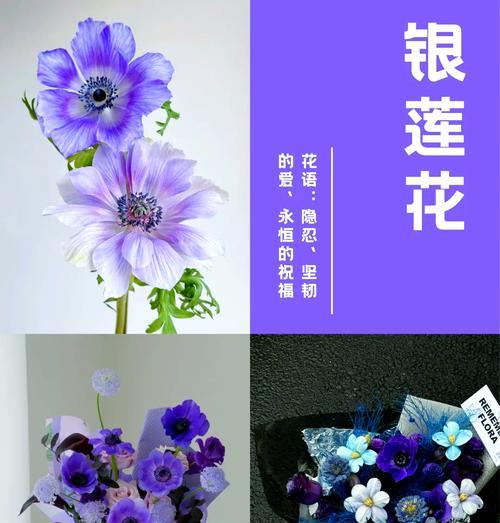 紫色和蓝色搭配的花语是什么？它们有什么特别含义？