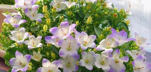 哪些花的花语比较刚硬？它们各自代表什么？