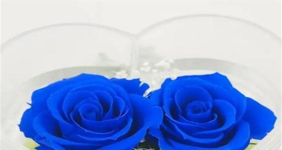 哪些花的花语比较刚硬？它们各自代表什么？