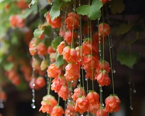 花木的花语有哪些？它们各自代表了什么？