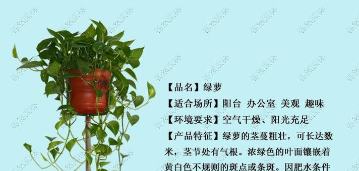 花木的花语有哪些？它们各自代表了什么？