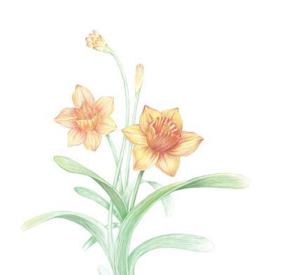 黄水仙在日本的花语是什么？它有什么特别含义？