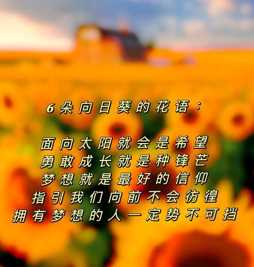 太阳花不同颜色的花语是什么？它们各自代表什么？