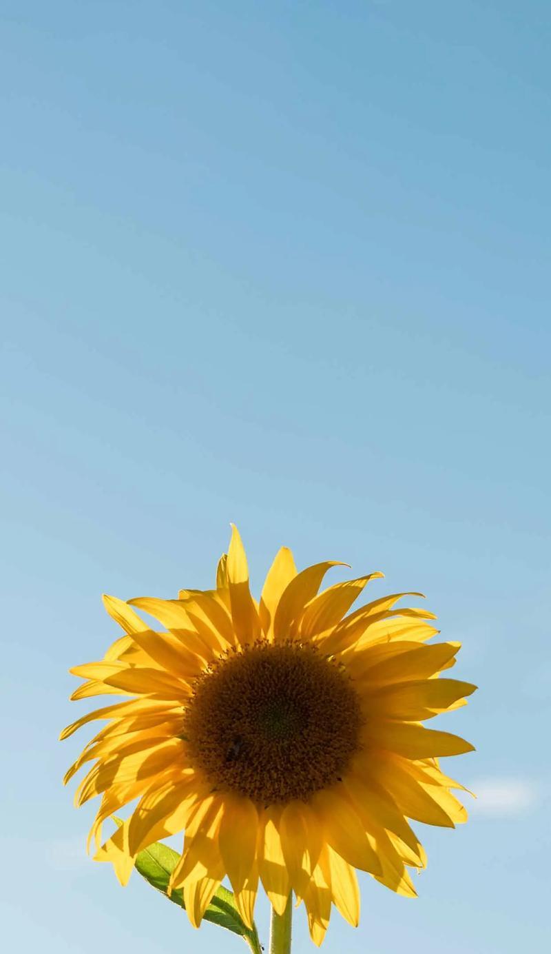 太阳花不同颜色的花语是什么？它们各自代表什么？