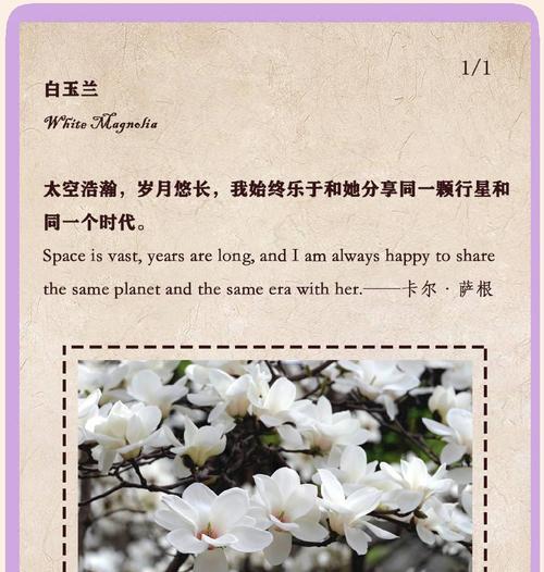泰国白兰的花语是什么？它代表了什么？