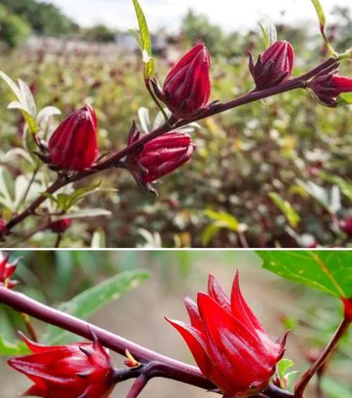 洛神的花语及寓意是什么？它代表了什么？